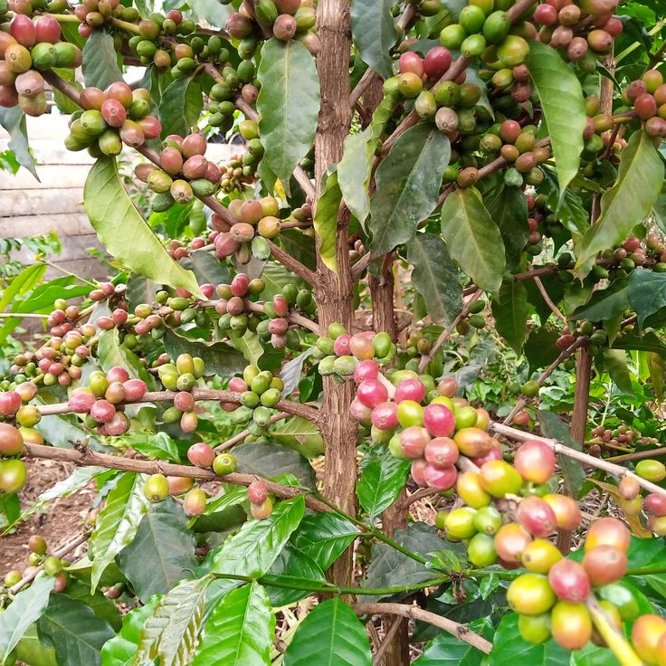 CÁC CHẤT TRUNG VI LƯỢNG CHO CÀ PHÊ