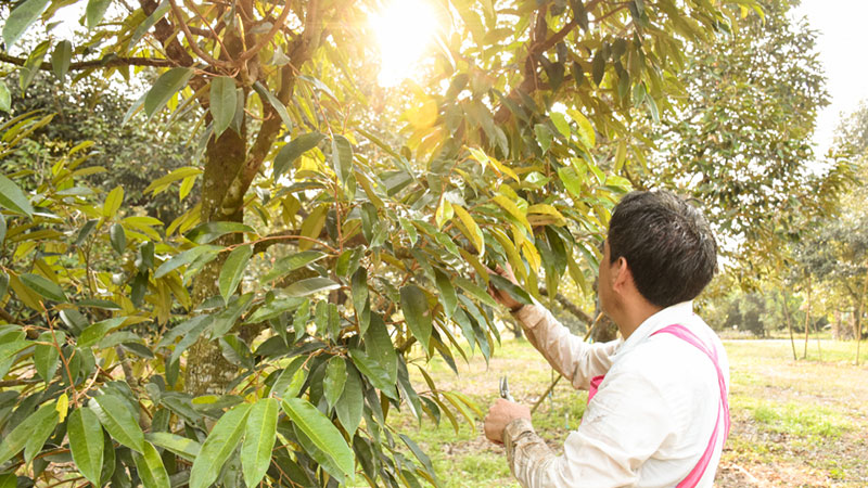 Tỉa cành sầu riêng